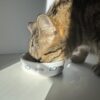 CAT BOWL - Image 3