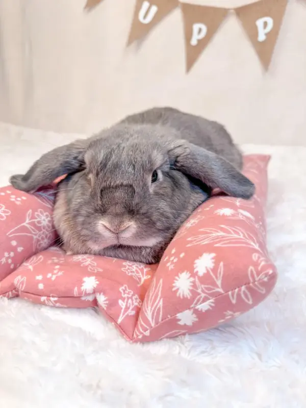 Bunny Bed | Bunny Lounger Pillow | Bunny Flop Bed