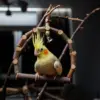 Hanging Parrot Chew Toy Swings / Birdcage Supplies
